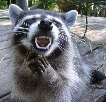 angry-raccoon