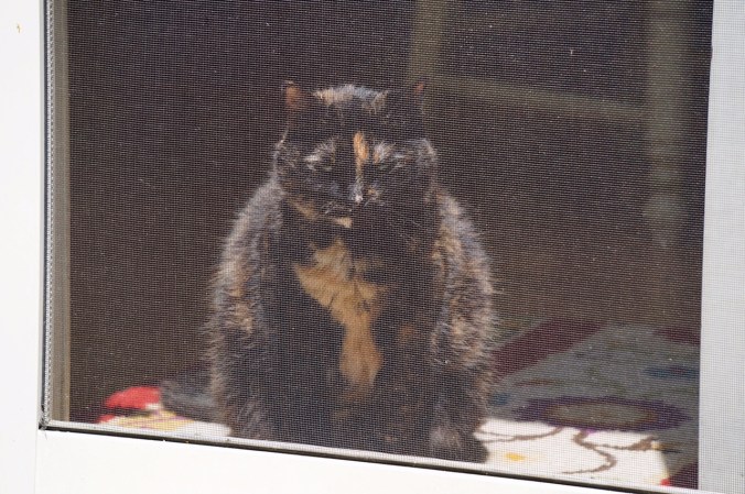 As to not disturb Murder Cat in her bliss, this was shot with the Sony A5000's long lens at 210mm. Safety first!