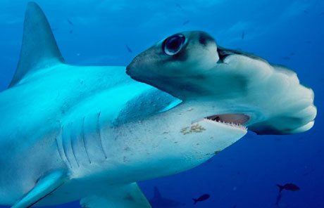 hammerhead-shark